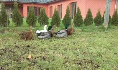 Násadová vejce