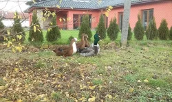 Násadová vejce
