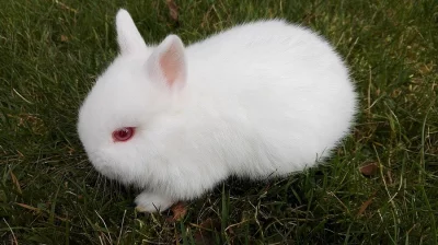 Prodám zakrslé králíčky