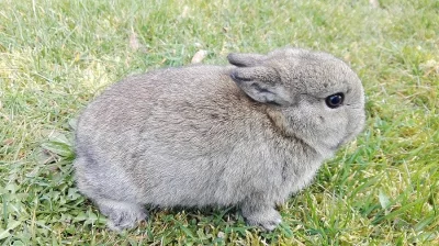 Prodám zakrslého samečka