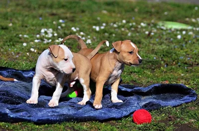 Americký stafordšírský teriér s PP