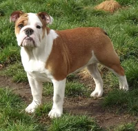 anglicky buldok