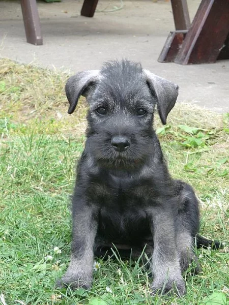 Knírač střední pepř a sůl