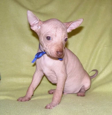 Peruánský naháč malý s PP