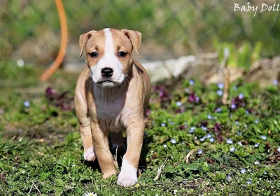 Americký stafordšírský teriér s PP