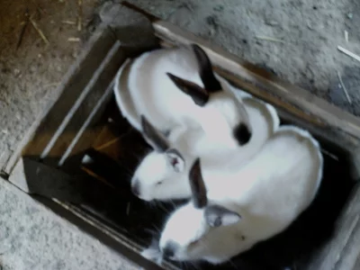 Kalifornský králík