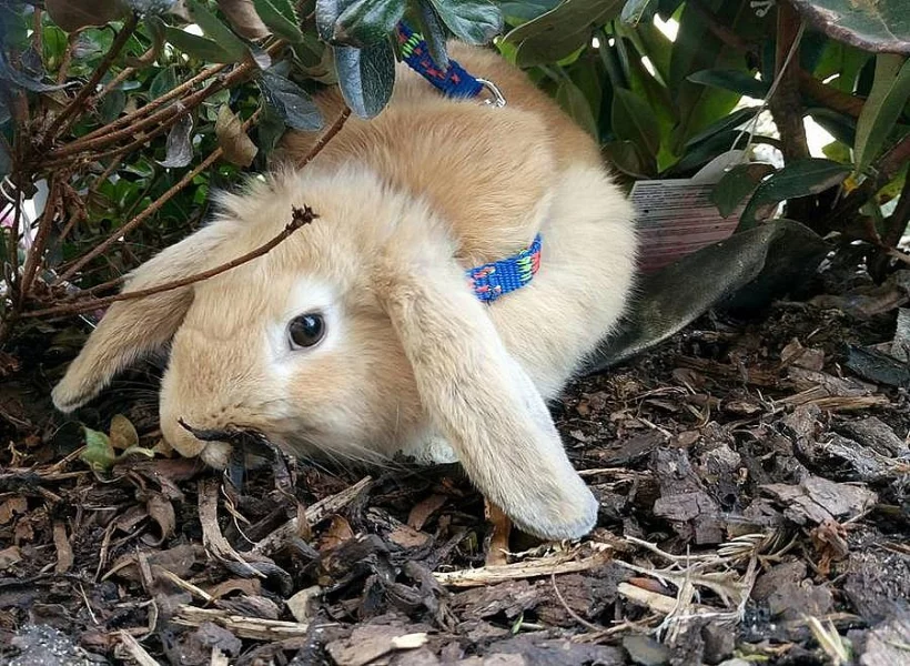 Prodám králíka - zakrslý beran