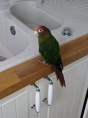 Pyrrhura rhodocephala - pyrura rudohlavý (2 x)