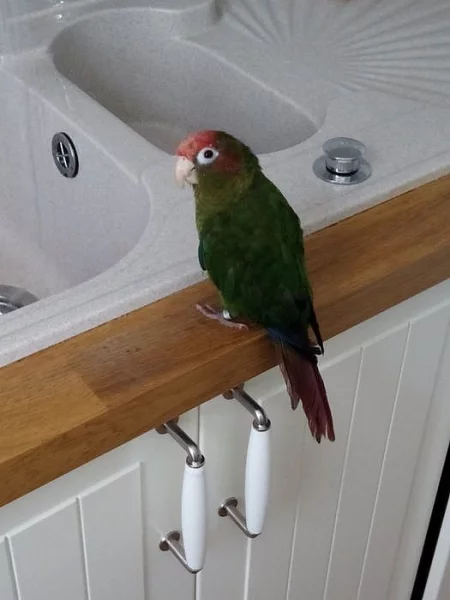 Pyrrhura rhodocephala - pyrura rudohlavý (2 x)