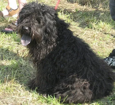 štěňátka kříženců