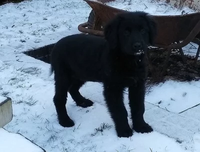 Štěňátka Hovawart