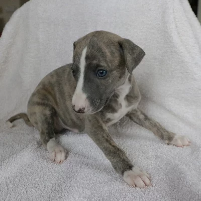 ChS Sláinte Bohemia zadá štěně vipeta (whippet)