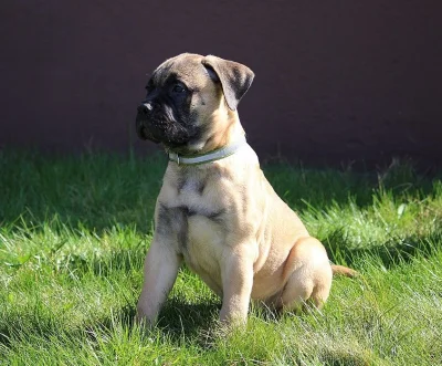 Bulmastif bullmastif bullmastiff