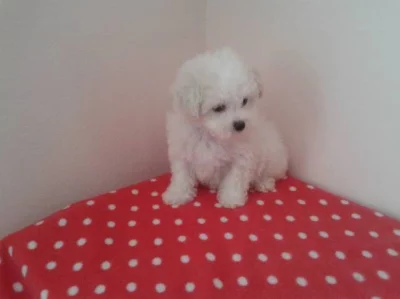 Bišonek frisé s PP