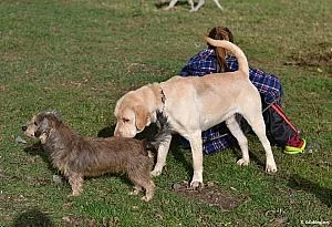 Přátelský a trochu neohrabaný JODA (labrador)