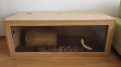 Hroznýš královský + terarium
