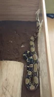 Hroznýš královský + terarium
