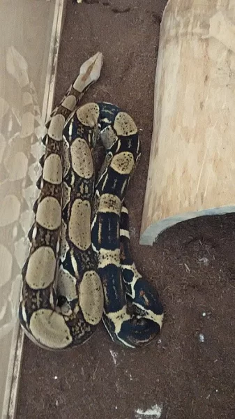 Hroznýš královský + terarium