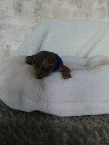 Koťátka sphynx