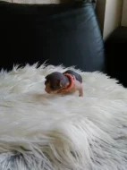 Koťátka sphynx