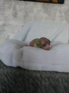 Koťátka sphynx