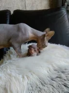 Koťátka sphynx