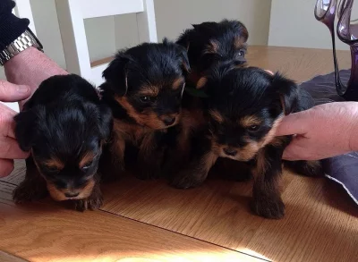 Jorkšírský teriér - pejsek s PP