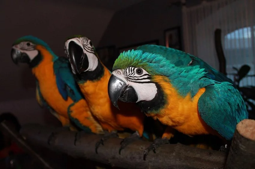 Pár krásných papoušek papoušku
