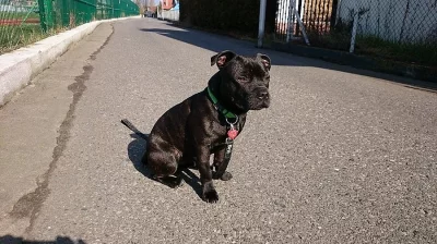 Stafordšírký bulteriér - 7 měsíců