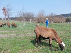 Kamerunské ovce jehňata (5 jehniček) i jednotlivě