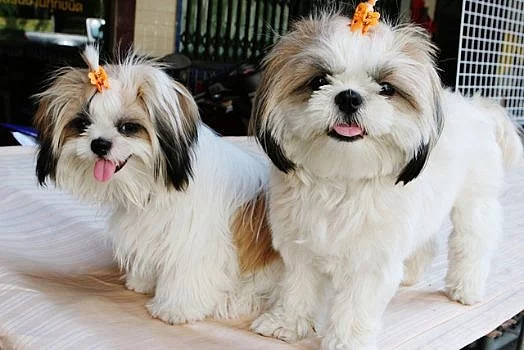Prodám psa shih-tzu s PP