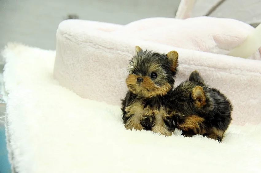 Mini Yorkshire Terrier