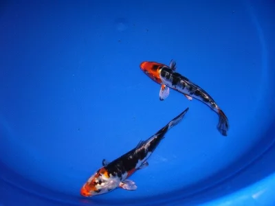 KOI kapři