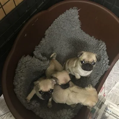 mops štěňata s pp