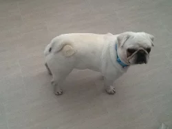Nádherná mops štěňata s pp