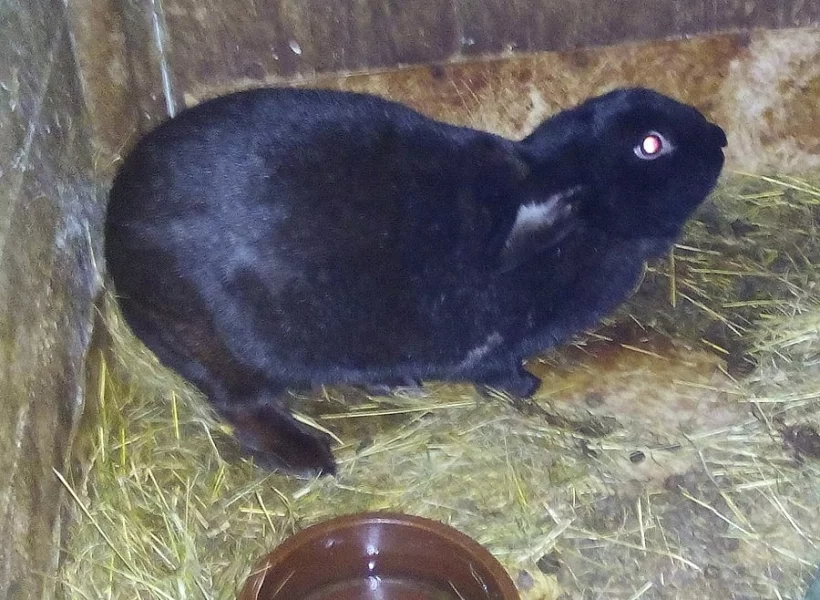 2 x králík samice k chovu