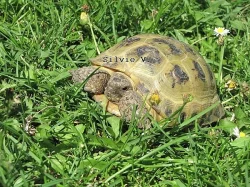 Prodám želvy čtyřprsté