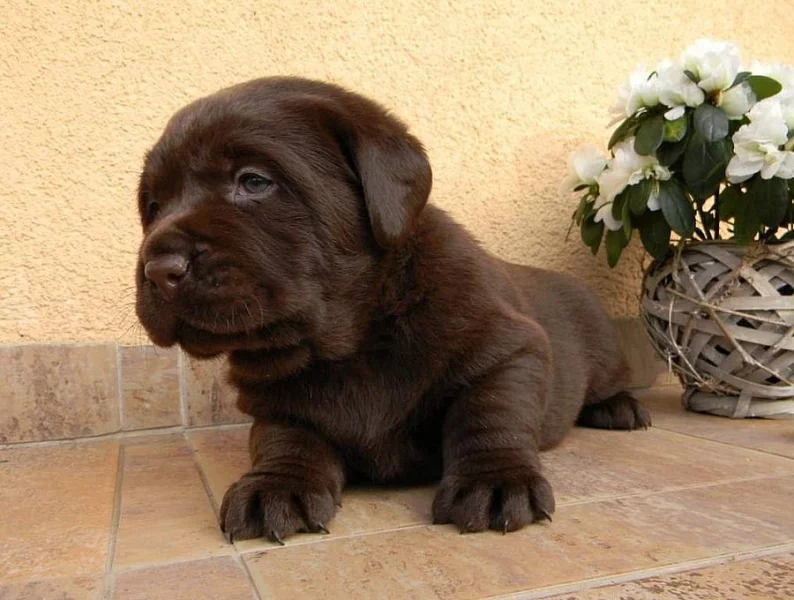 Čokoládová štěňátka labradora s PP