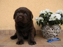 Čokoládová štěňátka labradora s PP