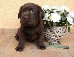 Čokoládová štěňátka labradora s PP
