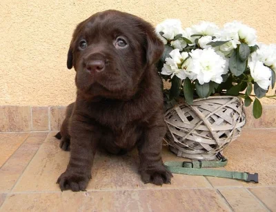 Čokoládová štěňátka labradora s PP