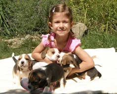 Bígl beagle štěňátka
