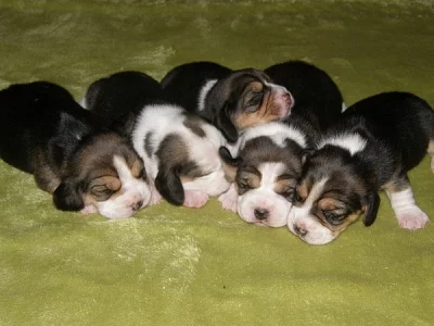 Bígl beagle štěňátka
