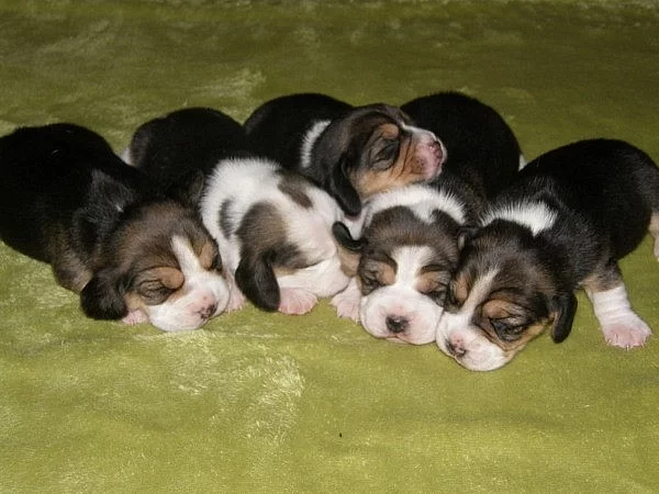 Bígl beagle štěňátka