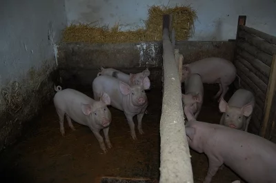 Jatečná prasata- doprava zdarma