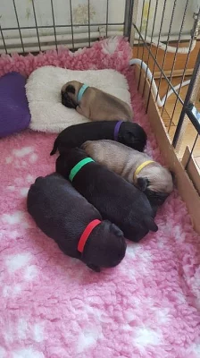 Mops- štěňata s PP