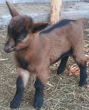 Česká hnědá krátkosrstá koza