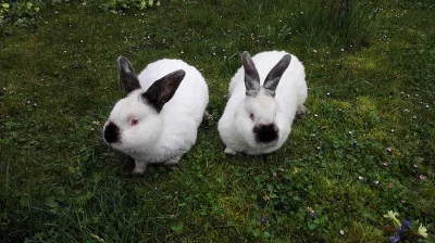 prodej - Kalifornští králíci