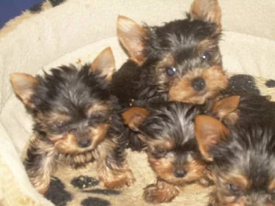 JORKŠÍRSKÝ TERIÉR    PRAHA