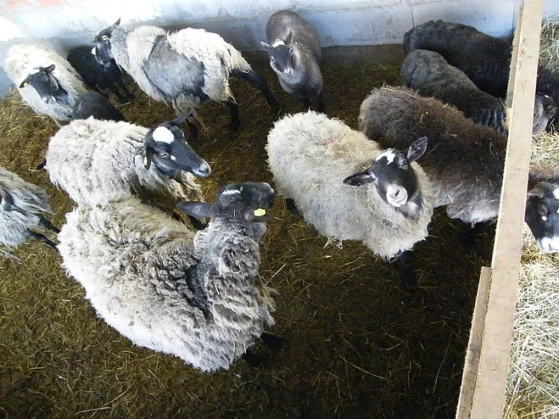 Romanovské ovce